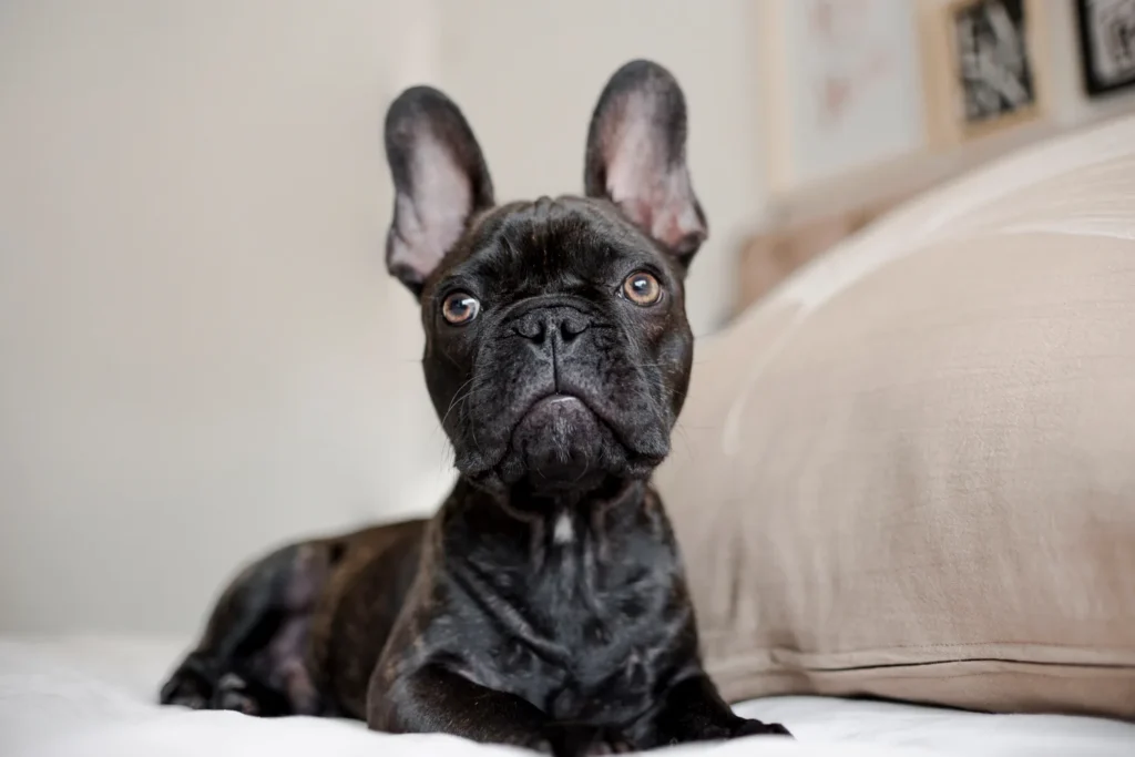 Close-up pretty french bulldog
