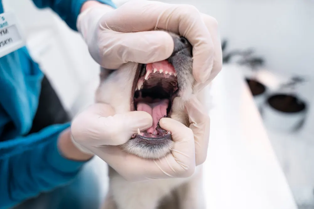 Veterinarian examining a dog's open mouth to check for cavities and dental health