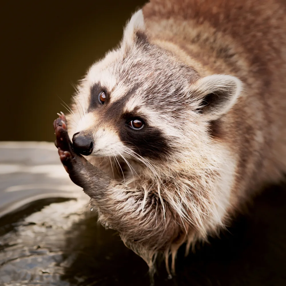 cute and playful raccoon sitting in water