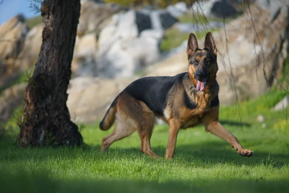 a german shepherds walk 