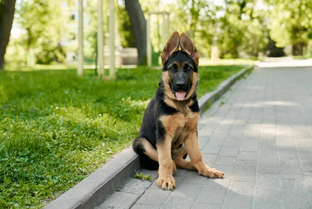 a cute german shepherd 