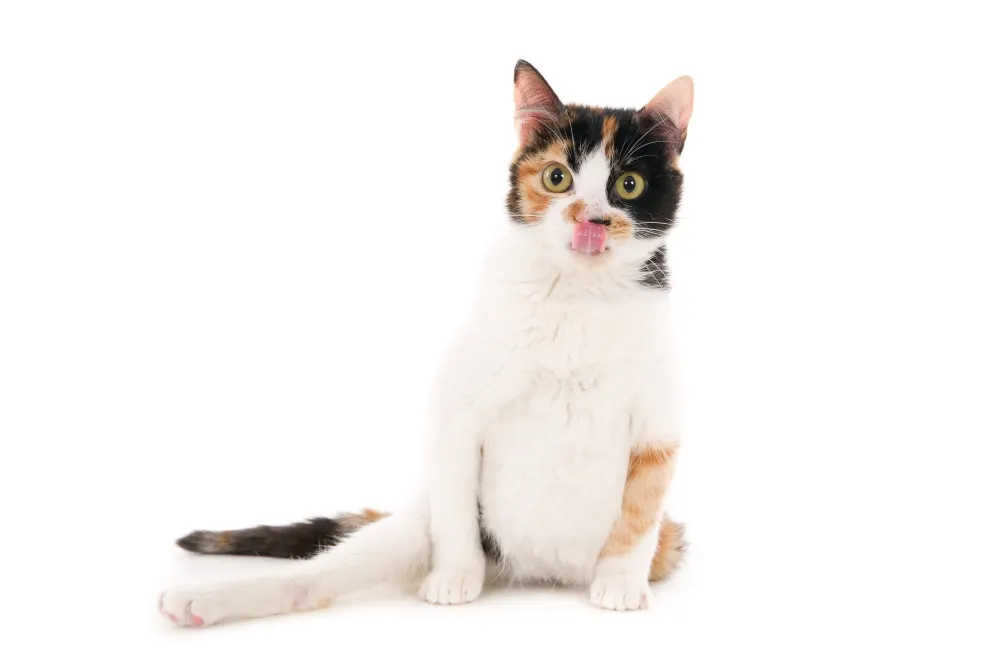 Cat names for calico cats: Close-up portrait of a beautiful calico kitten displaying the classic three-color coat