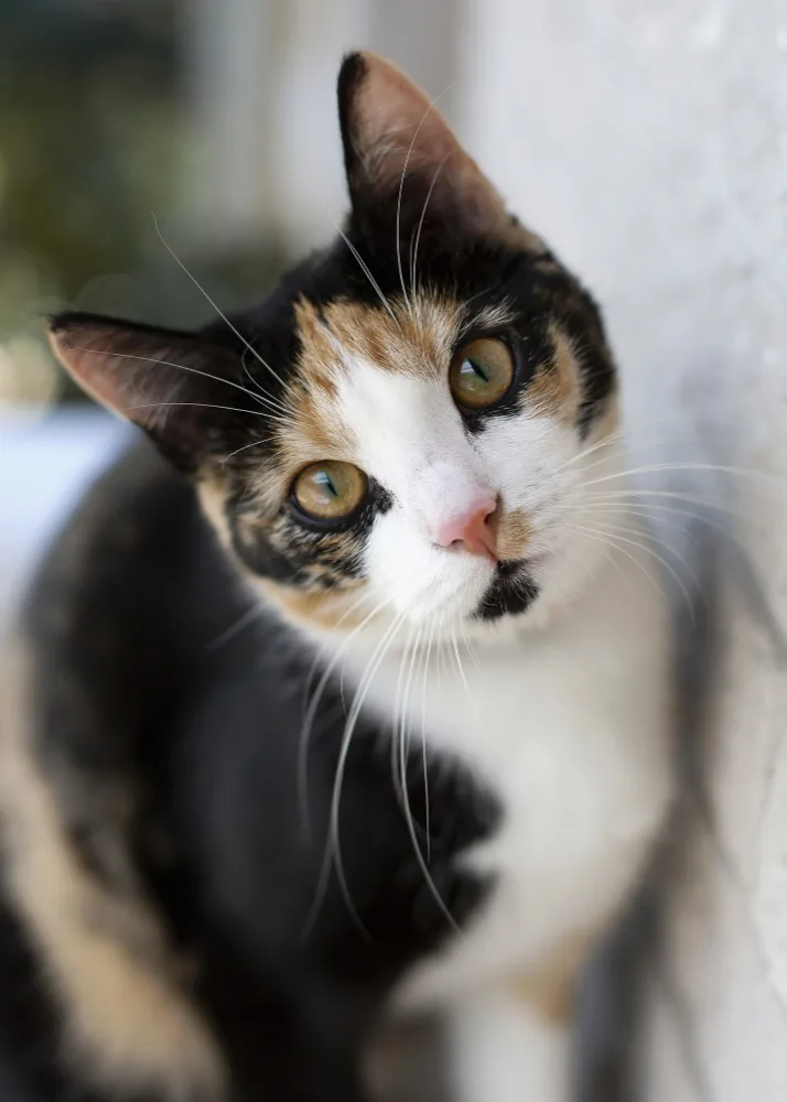 Cat names for calico cats: A majestic tricolored calico cat showcasing 