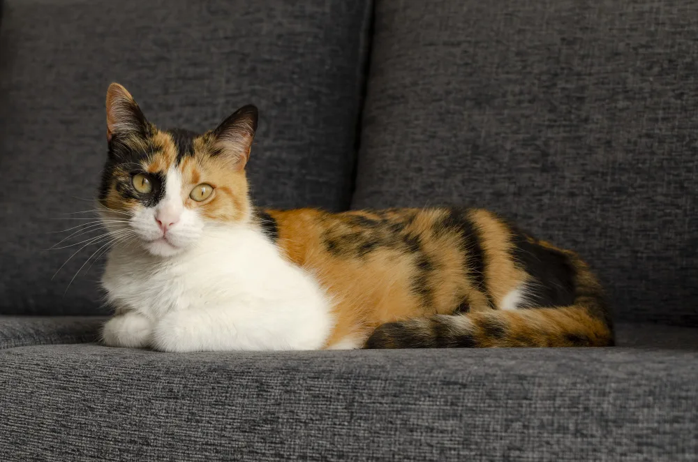 calico cat names inspiration - tricoloured cat sitting gracefully