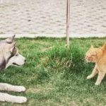 Why Dogs and Cats Fight