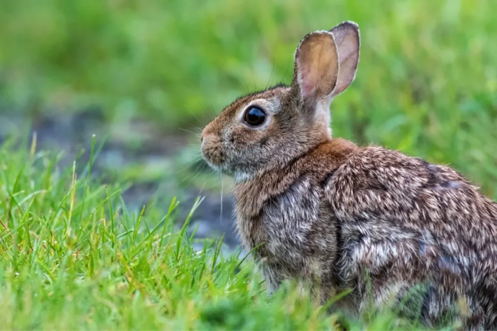 focus shot of an eastern rabbit on the green field
