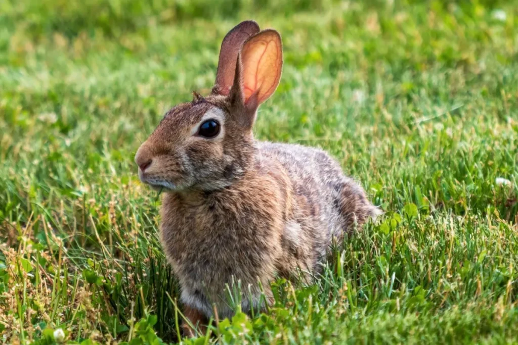 rabbits in grass