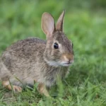 Closeup shot of rabbit playing in the grass