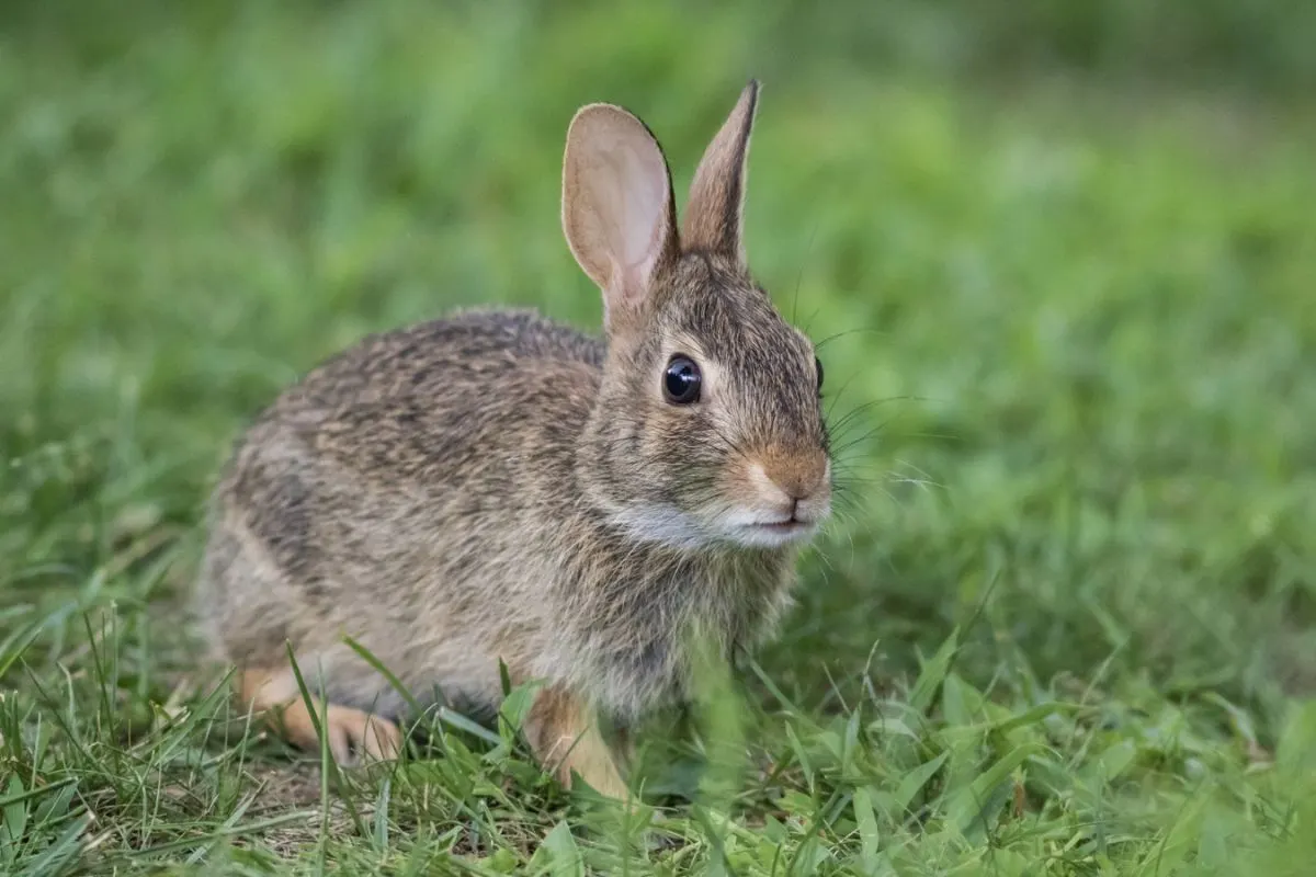 Closeup shot of rabbit playing in the grass