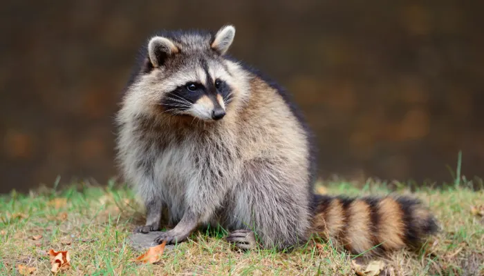 raccoon