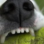 Happy dog with healthy teeth, showing no signs of cavities or dental issues