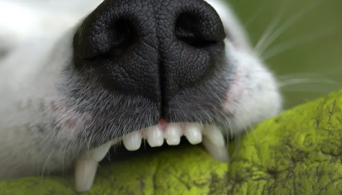 Happy dog with healthy teeth, showing no signs of cavities or dental issues