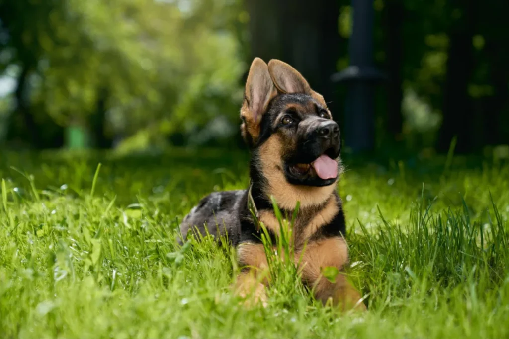 german shepherd tongue