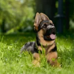 german shepherd tongue