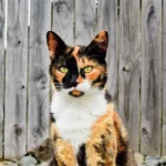 calico cat names selection - peaceful calico cat resting