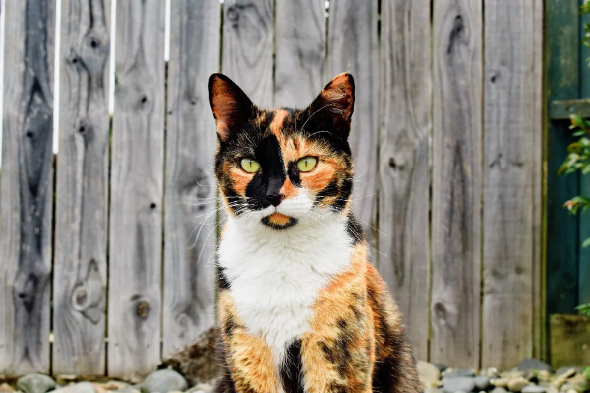 calico cat names selection - peaceful calico cat resting