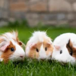 3 Hamsters in green