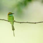 Macro shot of a beautiful bird sitting on a tree branch with a blurry