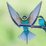 Birds with multicolored feathers sitting on the tree branch