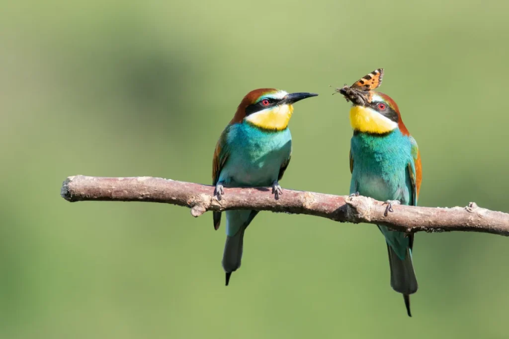 bird trying to eat an insect next to another one on the tree branch
