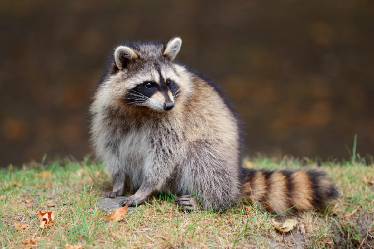 raccoon