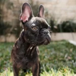 Portrait of little french bulldog outdoor