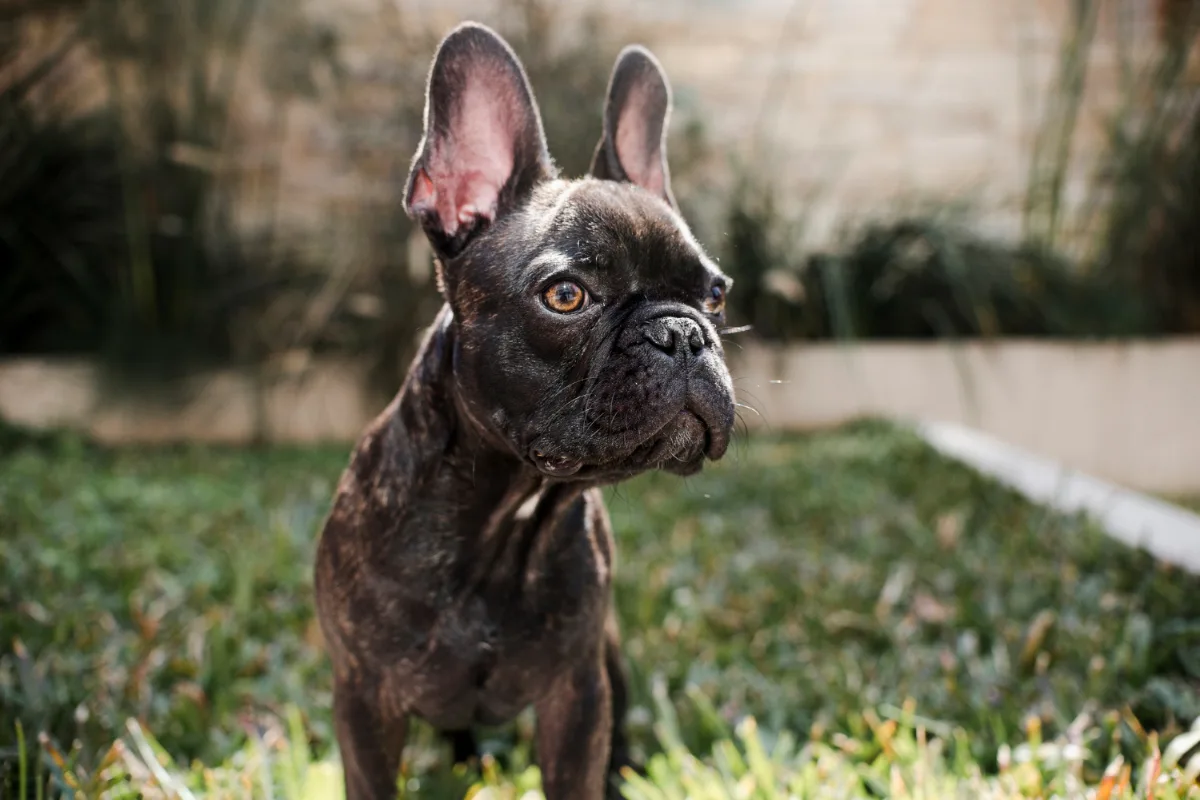 Portrait of little french bulldog outdoor