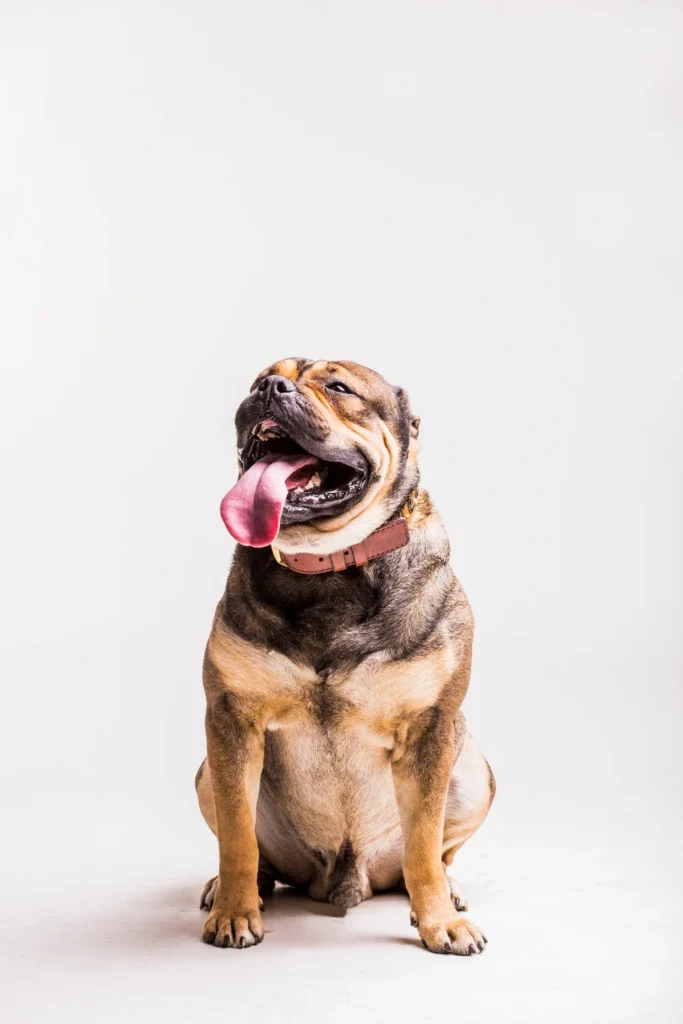 Close-up of a dog sitting on white background
