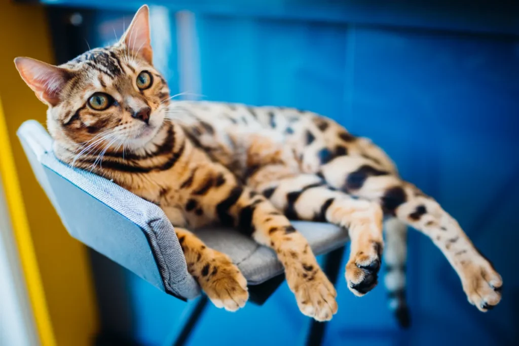 Bengal cat may have cat Diseases 
