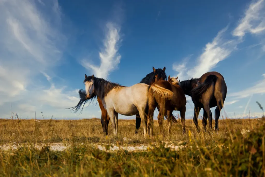 Herd of horses grazing on the pasture under a beautiful sky