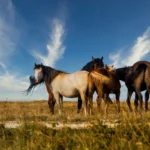 Herd of horses grazing on the pasture under a beautiful sky