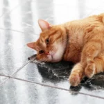 why should Cat Lose Weight