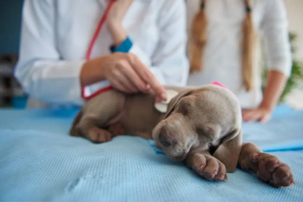 Dog sitting calmly at the vet clinic during a health check-up, representing care and prevention of diseases in dogs