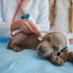 Dog sitting calmly at the vet clinic during a health check-up, representing care and prevention of diseases in dogs