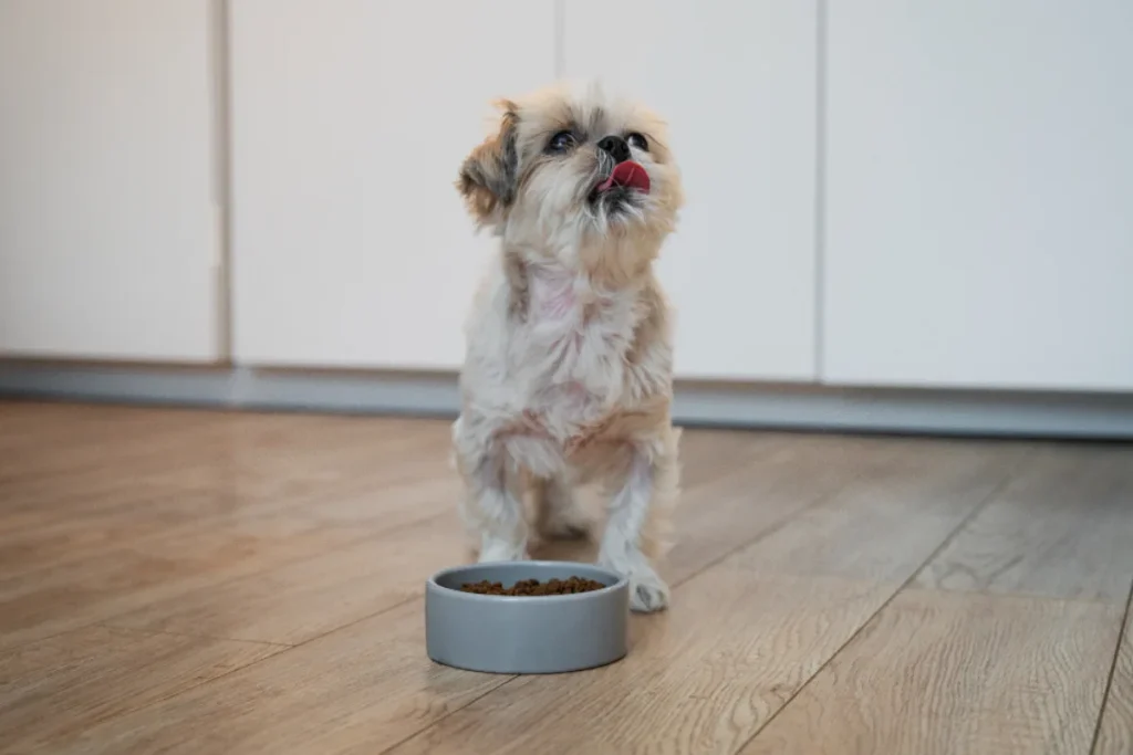 dog sitting in gound, nibbling on human foods at home