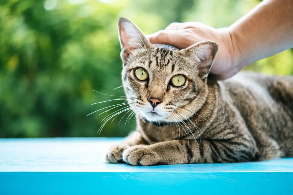 Diagnosing vomiting in cats with a vet consultation