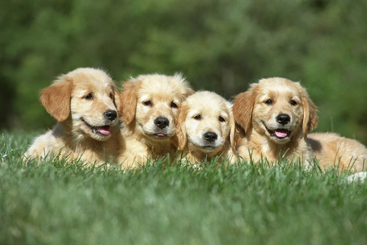 Golden Retriever Puppies playing on grass