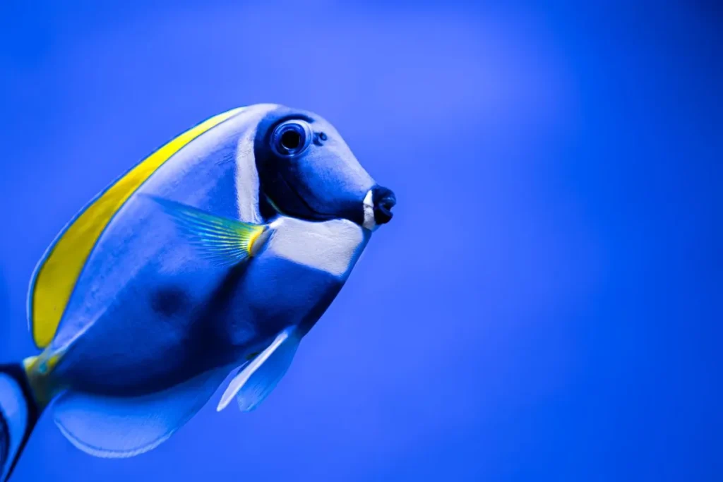 Tang Fish swimming in coral reef